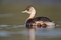  grèbe castagneux, tachybaptus ruficollis, oiseau, vertébré, France, étange 