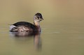  grèbe castagneux, tachybaptus ruficollis, oiseau, vertébré, France, étang 
