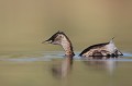  grèbe castagneux, tachybaptus ruficollis, oiseau, vertébré, France, étang 
