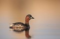  grèbe castagneux, tachybaptus ruficollis, oiseau, vertébré, France, étang 