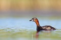  grèbe castagneux, tachybaptus ruficollis, oiseau, vertébré, France, étang 