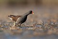  gallinule poule-d'eau, gallinula chloropus, étang, oiseau, vertébré, France 