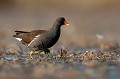  gallinule poule-d'eau, gallinula chloropus, étang, oiseau, vertébré, France 