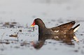  gallinule poule-d'eau, gallinula chloropus, étang, oiseau, vertébré, France 
