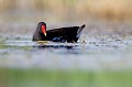  gallinule poule-d'eau, gallinula chloropus, étang, oiseau, vertébré, France 