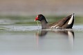  gallinule poule-d'eau, gallinula chloropus, étang, oiseau, vertébré, France 