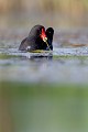  gallinule poule-d'eau, gallinula chloropus, étang, oiseau, vertébré, France 