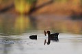  gallinule poule-d'eau, gallinula chloropus, étang, oiseau, vertébré, France 