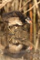  gallinule poule-d'eau, gallinula chloropus, étang, oiseau, vertébré, France 