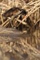  gallinule poule-d'eau, gallinula chloropus, étang, oiseau, vertébré, France 