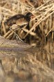  gallinule poule-d'eau, gallinula chloropus, étang, oiseau, vertébré, France 
