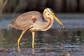  héron pourpré, ardea purpurea, France, étang, vertébré 