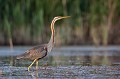  héron pourpré, ardea purpurea, France, étang, vertébré 