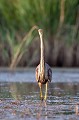  héron pourpré, ardea purpurea, France, étang, vertébré 