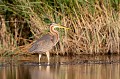  héron pourpré, ardea purpurea, France, étang, vertébré 