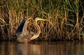  héron pourpré, ardea purpurea, France, étang, vertébré 