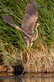  héron pourpré, ardea purpurea, France, étang, vertébré 