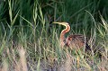  héron pourpré, ardea purpurea, France, étang, vertébré 