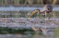  héron pourpré, ardea purpurea, France, étang, vertébré 