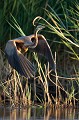  héron pourpré, ardea purpurea, France, étang, vertébré 