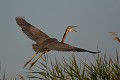  héron pourpré, ardea purpurea, France, étang, vertébré 