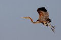  héron pourpré, ardea purpurea, France, étang, vertébré 