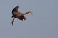  héron pourpré, ardea purpurea, France, étang, vertébré 