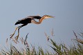  héron pourpré, ardea purpurea, France, étang, vertébré 