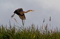  héron pourpré, ardea purpurea, France, étang, vertébré 