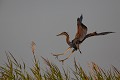  héron pourpré, ardea purpurea, France, étang, vertébré 