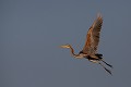  héron pourpré, ardea purpurea, France, étang, vertébré 