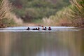  canard, fuligule milouin, aythya ferina, étang, oiseau, vertébré, France 