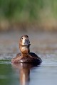  canard, fuligule milouin, aythya ferina, étang, oiseau, vertébré, France 