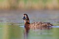  canard, fuligule milouin, aythya ferina, étang, oiseau, vertébré, France 