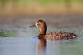  canard, fuligule milouin, aythya ferina, étang, oiseau, vertébré, France 