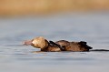  canard, fuligule milouin, aythya ferina, étang, oiseau, vertébré, France 