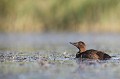  canard, fuligule milouin, aythya ferina, étang, oiseau, vertébré, France 