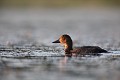  canard, fuligule milouin, aythya ferina, étang, oiseau, vertébré, France 