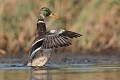  canard, canard colvert, anas platyrhynchos, étang, oiseau, vertébré, France 