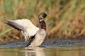  canard, canard colvert, anas platyrhynchos, étang, oiseau, vertébré, France 
