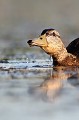  canard, canard colvert, anas platyrhynchos, étang, oiseau, vertébré, France 