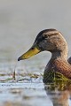  canard, canard colvert, anas platyrhynchos, étang, oiseau, vertébré, France 
