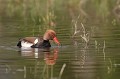  canard, nette rousse, netta rufina, étang, oiseau, vertébré, France 
