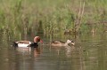  canard, nette rousse, netta rufina, étang, oiseau, vertébré, France 
