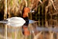  canard, fuligule milouin, aythya fuligula, étang, oiseau, vertébré, France 