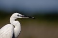  aigrette garzette, egretta garzetta, étang, vertébré, oiseau, France 