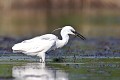  aigrette garzette, egretta garzetta, étang, vertébré, oiseau, France 