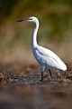  aigrette garzette, egretta garzetta, étang, vertébré, oiseau, France 