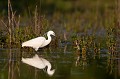  aigrette garzette, egretta garzetta, étang, vertébré, oiseau, France 