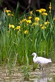  aigrette garzette, egretta garzetta, étang, vertébré, oiseau, France 